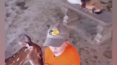 Funny Animals Reaction 😇Funniest Baby at the Zoo🐶😻 Try Not To Laugh 🤣 #shorts #04