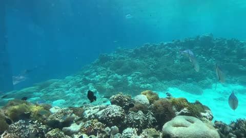 Underwater restaurant in the Maldives | Surreal fine dining experience