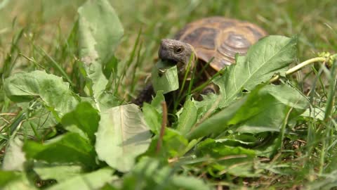 The overland turtle eats green lettuce leaves