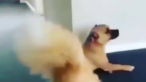 funny dog videos