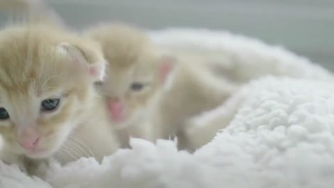 cute baby cat