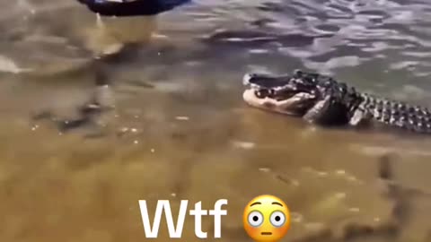 Crazy Woman Catches Aligators No Hesitation