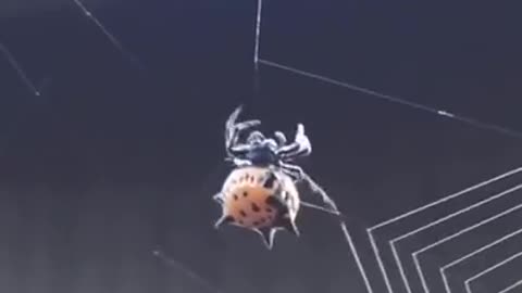 A Spider Weaving It’s Web