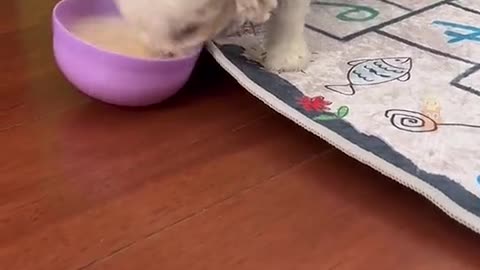 Cute pet in action