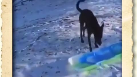 Dog enjoy on sliding board