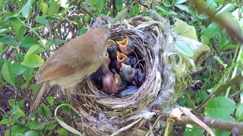 Bird hatching and brooding