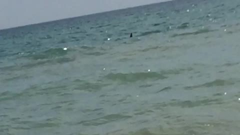 dolphins on the shore