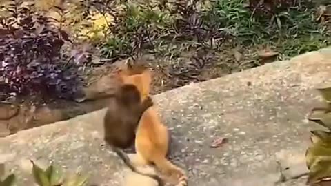 monkey and cat are best friends.