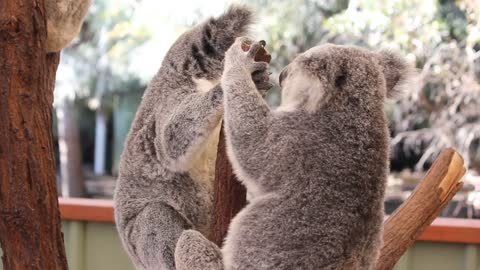 Koala Fight