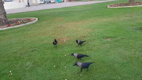 Crows eating popcorn