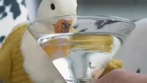 Duck fashion