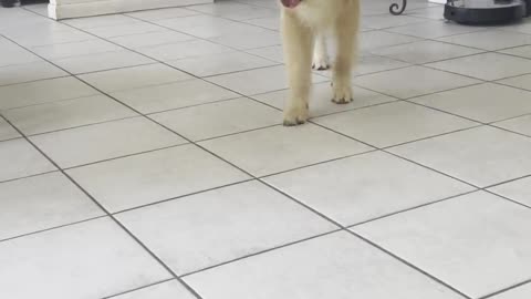 Playful Golden Retriever Pounces Like a Lion