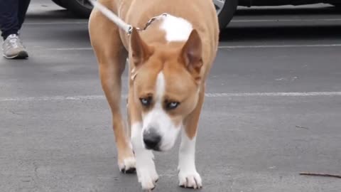 Husky + Pitbull =Husbull