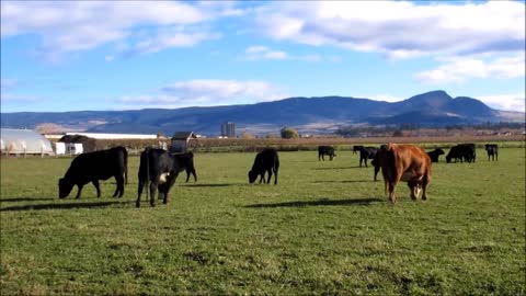 Cow Animal Farm Landscape Agriculture Cattle