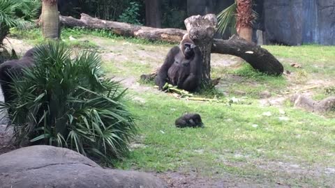 Baby Chimp Runs To Dad