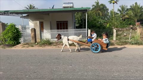 Smart Monkey took goat take care little girl when Mom was busy