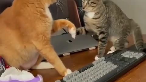 Funny cats fighting over the PC table