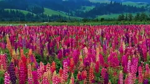 #redflower #purpleflower #clouds #moutains #sky #tiktok #foryou #andGO #beauty #scenery