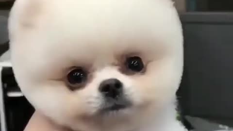 Cute puppy