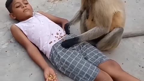 Monkey funny video