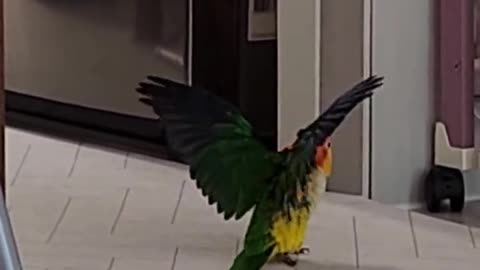 This bird is doing flips and moonwalk at the end!