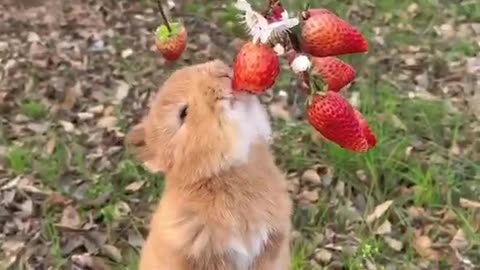 Little bunny eating strawberries.