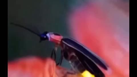 lightning bug