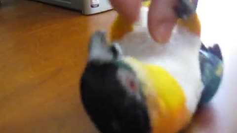 CUTE LITTLE BIRD JUMPING AND PLAYING WITHS OWNER