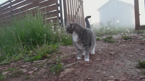 Dengar video ini, kucing bingung??