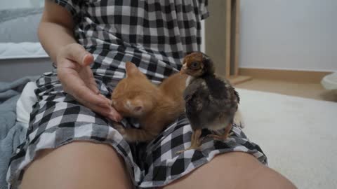 A Baby Bird Keeps Bothering a Sleepy Baby Cat