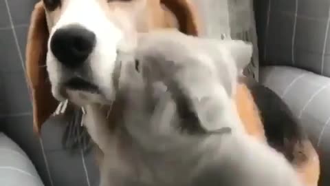 Cute cat hugs his dog friend