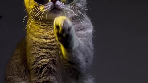 Cat tik Tok video funny #shorts