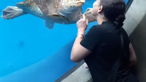 Seaturtle falls in love with beautiful woman.