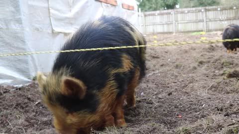 Our Pigs Love Carrots and The Chickens Are Always Hungry