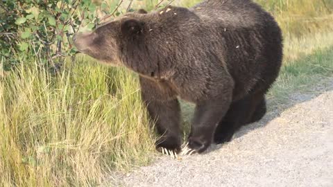 '22 after releasing her four cubs in May.