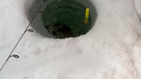 Surprise Muskrat Visit During Ice Fishing Adventure