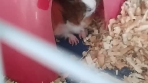 Cute Nesquik 🐹🧡💛💚