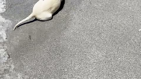 Lucy the Yellow Lab Puppy's First Trip to the Beach