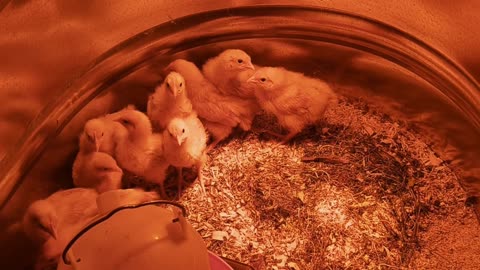 Update on our Buff Orpington Farm Chics!