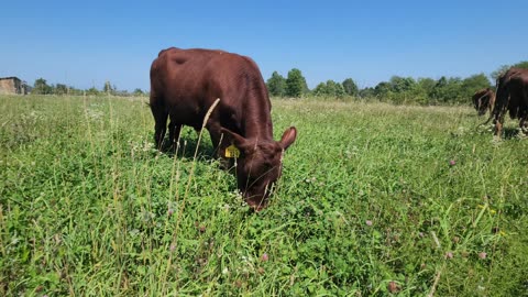 Cowman Ranch walking our pastures