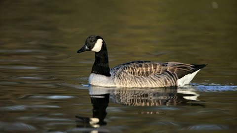 The Canada Goose: Close Up HD Footage (Branta canadensis)