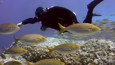 The most beautiful coral reefs and undersea creature on earth