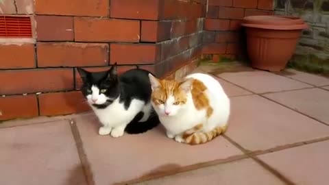 Synchronized Cats, cute cat