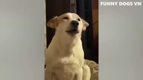 Funny cat dog video