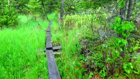 Bog Bridge