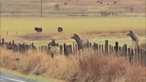 Elk Gets Hung up While Jumping Over Fence