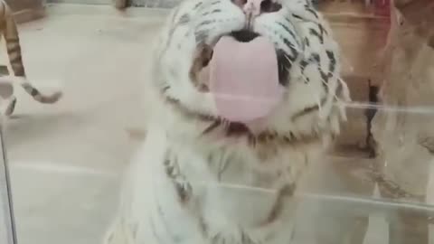 Funny Animals