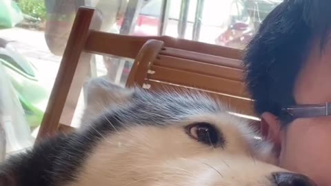 Husky_while_chilling_with_owner