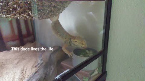 Our Bearded Dragon Tries to Have Breakfast in Bed