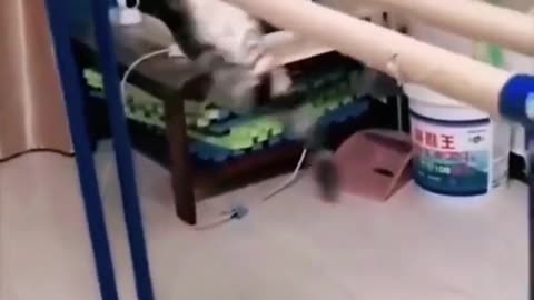 Cat vs Dog funny fight 😱